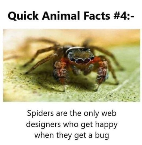 Spiders-get-a-bug
