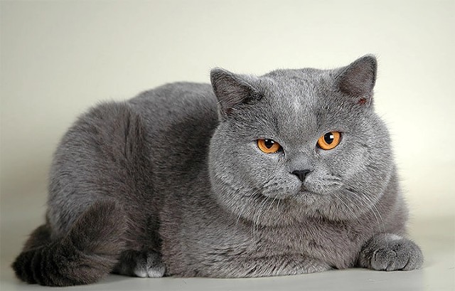 Британская Короткошёрстная Кошка