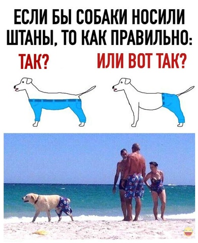 Собака В Штанах