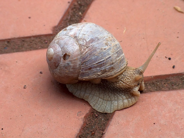 Улитка