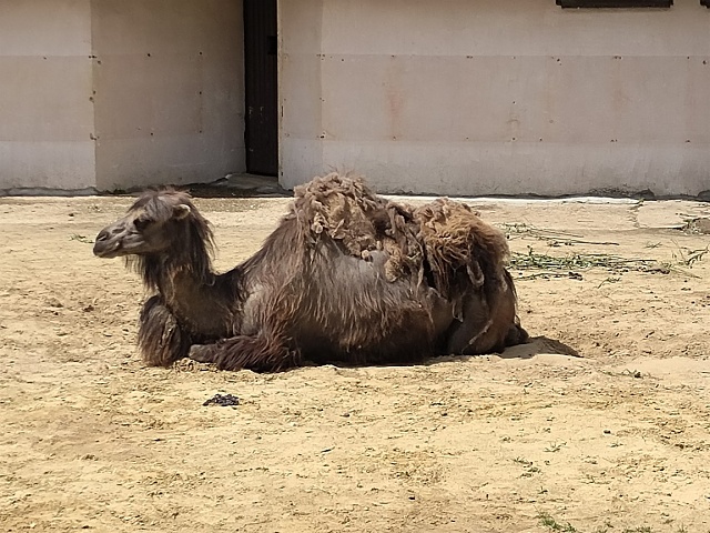 Camel